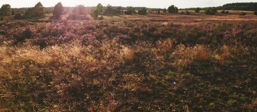 Die Heide blüht