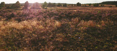 Die Heide blüht