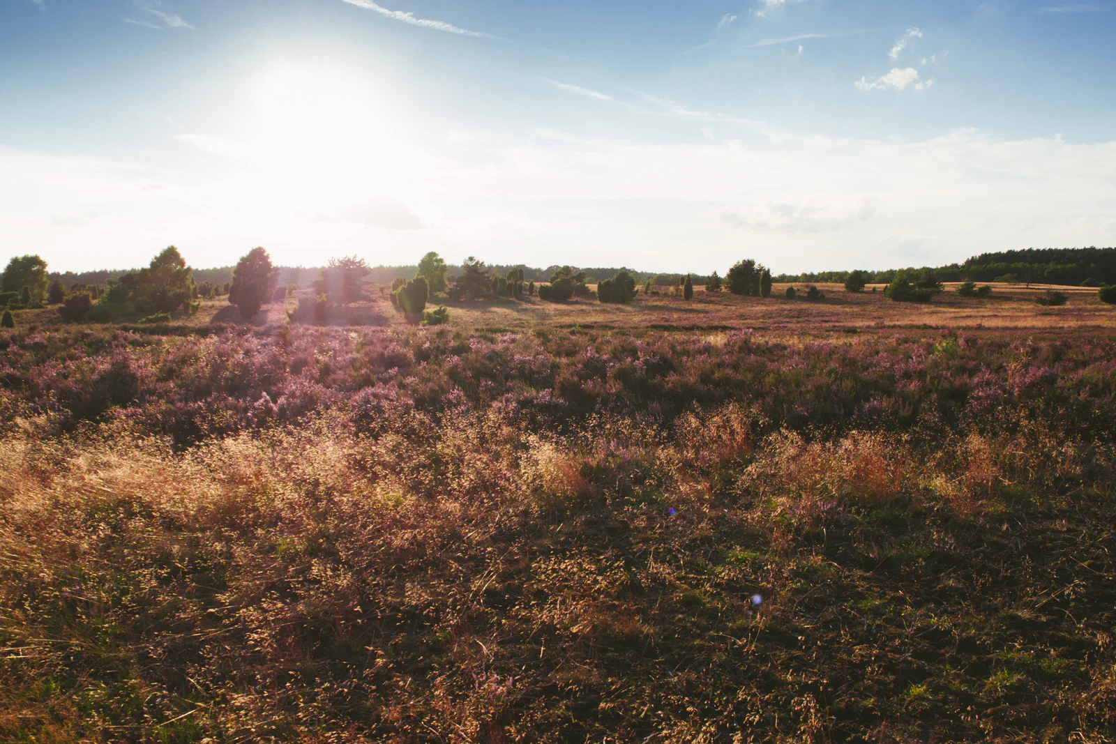 Die Heide blüht
